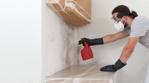 Professional Basement Mold Remediation technician working in Mount Holly Springs, PA